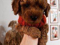 Ailesine Gitmeyi Bekleyen Bir Poodle Bebek
