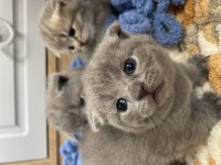 British shorthair kediler