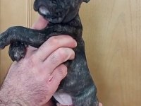 FRANSİZ BULLDOG YAVRULAR İZMİR