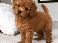 Evin büyük neşesi toy poodle bebekler