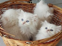 British Longhair Silver
