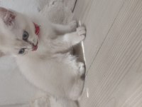 British shorthair orjinal