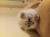 Scottish fold blue point 3 aylık erkek