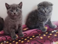 Scottish fold erkek dişi
