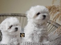 Maltese yavrularımız