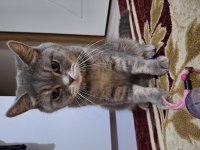 Ücretsiz kısır kedimi sahiplendiriyorum