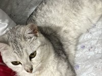 Gri British Shorthair Eğitimli