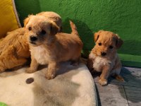 Maltipoo Miniklerim