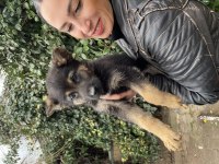 Alman kurdu yavrularım sağlık ve ırk garantilidir
