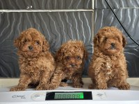 MİNİ POODLE YAVRULAR