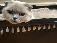 Blue point scottish fold
