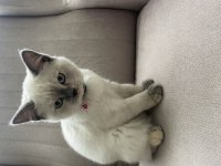 3 aylık dişi blue point british shorthair aşıları yapıldı