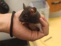 Yetişkin Uysal Hamster