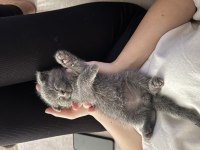 Oyuncul british shorthair arkadaşlar