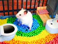 HAMSTER-GONZALES HER ZAMAN BULUNUR
