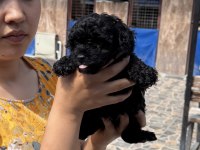 Siyah toypoodle zeytin gözlü şirin yavrular 