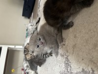 Açık Kahverengi British Shorthair Yavrumuz