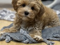 Maltipoo korekan bebekler