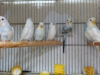 Yavru muhabbet kuşlar