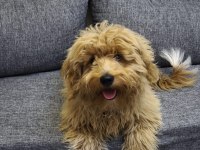 5 Aylık Erkek Maltipoo Köpeğimiz