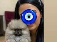 Pomeranian Boo Üst Kalite Yavrularım