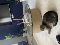 Badem Scottish Fold Kız