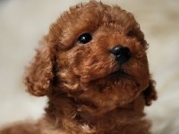 Veteriner teknikerinden toy poodle dişi erkek