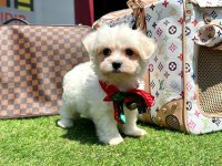 KORE MALTESE YAVRULARI