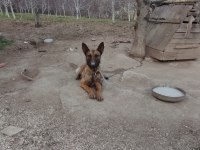 Belçika Kurdu (Malinois)