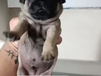Egzotik Pink Taşıyıcı Pug Yavrular Garantilidir