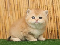 Anne Baba Şecereli Golden British Shorthair