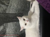 British shorthair erkek kısır kedimiz