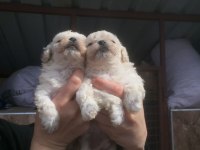 Maltese bebekler
