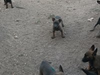 Belçika malinois