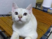 Acil Pamuk gibi bir bebek british shorthair