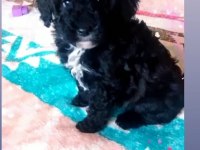 Evde bakılabilecek tek ırk toy poodledir