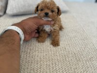 ÇOK SAĞLIKLI MALITPOO BEBEKLER 