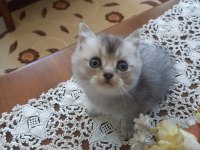 Birbirinden yakışıklı british shorthair kuzucuklarıma yuva