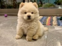 Irk Ve Sağlık Garantili Chow Chow