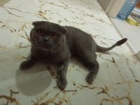 scottish fold