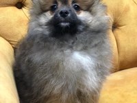 Tatlımı tatlı bir pomeranian prenses 3 buçuk aylık