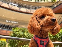 15 GÜNLÜK ORJİNAL TOY POODLE YAVRULAR