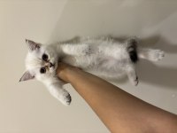 Yuvarlak kafa british shorthair dişi yavru