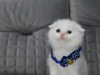 SHOW CLASS AYI SURAT SCOTTİSH FOLD YAVRU
