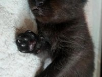 1.5 Aylık British Shorthair Antalya