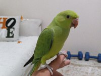Pakistan Papağanı 5 Aylık