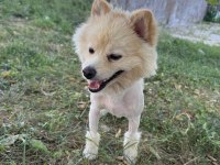 Malatya da 1.5 yaşında pomeranian