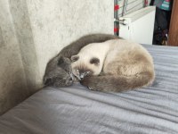 Scottish Fold Blue Point 9 Aylık Dişi