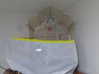 2 YUMURTALI EŞ MUHABBET KUŞLARI