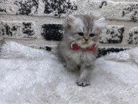 MÜKEMMEL KALİTE IRK GARANTİLİ İRAN Chinchilla YAVRUMUZ